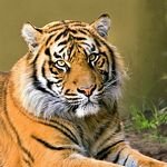 pic for be a tigre
